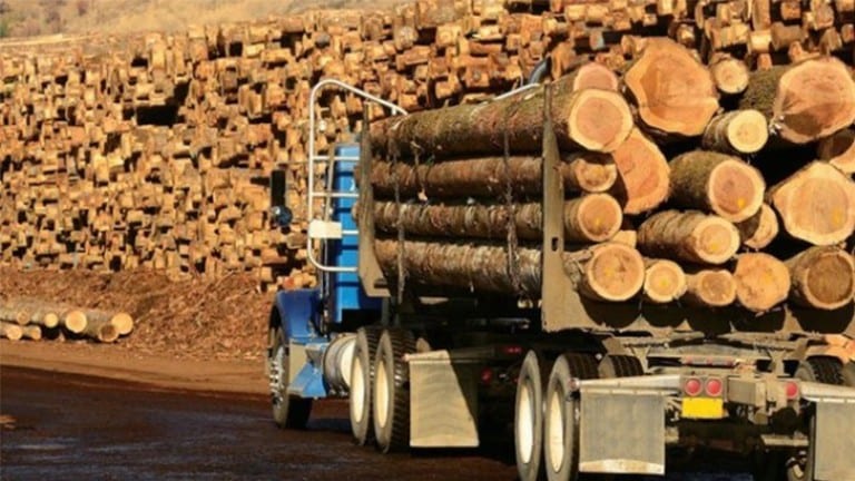 Albania, decizie istorică. Va interzice total timp de zece ani tăierea arborilor, comerțul și exportul de lemn