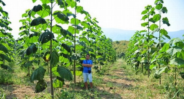 Paulownia arborele care te scăpa de sărăcie! Se cultivă în România și-ți aduce un profit de 30 000 de euro