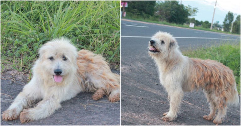 Câinele loial îşi aşteaptă proprietarii pe marginea drumului mai bine de 4 ani de când i-a pierdut