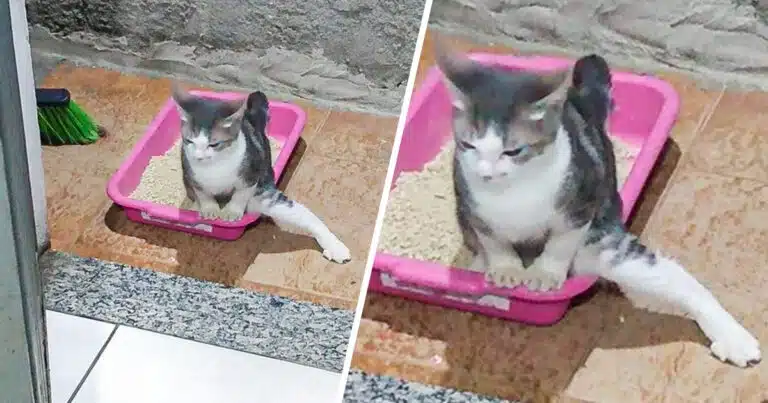 15 animale care îți pot schimba starea de spirit in doar cateva secunde