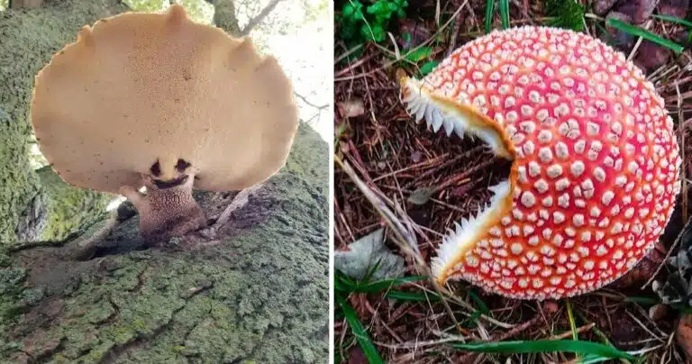 15 fotografii care ne demonstreaza ca natura ne surprinde cand ne asteptam cel mai putin