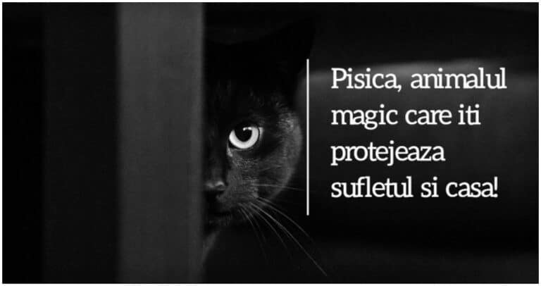 Pisica, animalul magic care te protejează și îți alungă energiile negative din casă