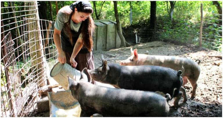 Țăranii care cresc porci pentru consum propriu, obligați să respecte reguli stricte